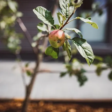 希尔德布兰特的酒店 酒店